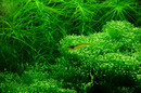 crystalwort